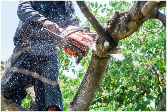 tree services Hooverson Heights